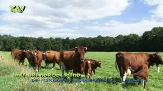 Deep red cattle  Brandrode runderen  koeien amp kalfjes in de wei [upl. by Siuraj]