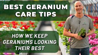 Best GERANIUM Care Tips  What Weve Learned To Keep Geraniums Looking Their Best [upl. by Tirma]