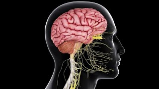 Physiology CNS  Motor  lecture 5  part 2  Cerbeullum  DrNagi  Arabic [upl. by Eiramait]