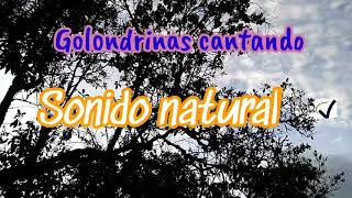 Golondrinas cantando Sonido natural [upl. by Lisab]