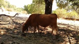 Sonidos de una vaca comiendo [upl. by Munniks]