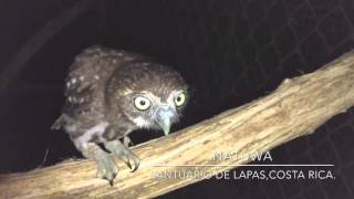 Búho pigmeo Glaucidium costaricanum [upl. by Therine]