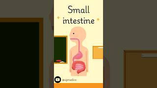 Small intestine simple explanation musicneet biology halloween beats medicalstudent motiva [upl. by Caron]