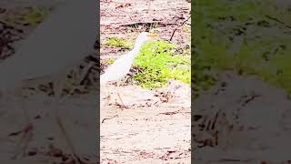 Cattle Egrets shorts birds cattleegret youtubeshorts like subscribe share florida usa [upl. by Whitver]