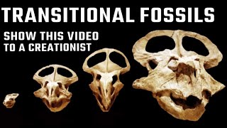 Evidence for Evolution Examples of Transitional Fossils [upl. by Asiulairam]