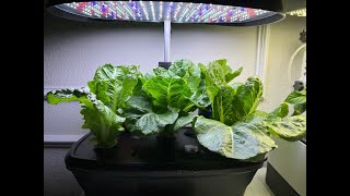 Growing Romaine Lettuce in My AeroGarden amp Harvest Many Times  Update [upl. by Alegre42]