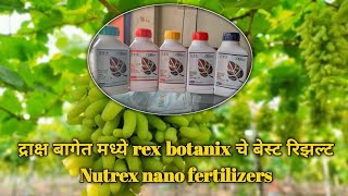 द्राक्ष बागेत मध्ये rex botanix चे बेस्ट रिझल्ट Nutrex nano fertilizers 1026261261 rexbotanix [upl. by Nailimixam540]