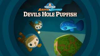 THE DEVIS HOLE PUPFISH [upl. by Bradstreet]