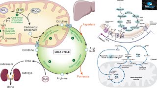 Amino Acids Degradation Protein Catabolism [upl. by Kitty471]