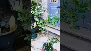 Beautiful Bonsai Works🌳🌲💥208shorts shortsvideo beautifulbonsai art khuebonsai🥰❤️ [upl. by Homans]