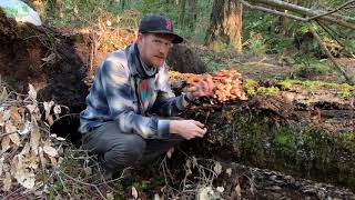 Foragers Advice on Honey Mushrooms  Armillaria Mellea at Salt Point State Park California [upl. by Claiborn]