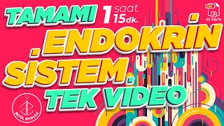 Endokrin Sistem Tekrar  TAMAMI TEK VİDEO  AYT Biyoloji Konu Anlatımı [upl. by Sarette409]