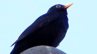 AMSEL Gesang  Blackbird Song [upl. by Yadroc]