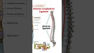 Anterior longitudinal ligament VERTEBRAL COLUMN BIOMECHANICS [upl. by Otilia]