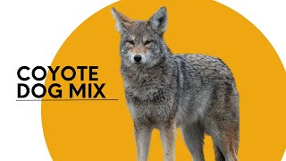 All About the Coyote Dog Mix AKA the Coydog [upl. by Cristabel]