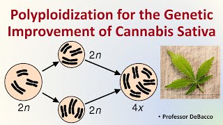 Polyploidization for the Genetic Improvment of Cannabis Sativa [upl. by Dino]