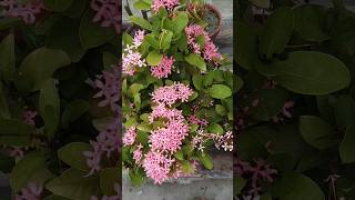 Flowers Hindi Song Video 💮youtube statusvideo shorts whatsapp viralvideo trending viral [upl. by Enilada]