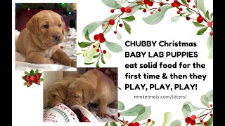 Watch the CHUBBIEST and CUTEST Baby Fox Red Lab Puppies PLAYING amp Being FUNNY [upl. by Nashom979]