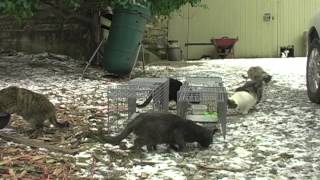 Tomahawk Live Traps  feral cat capture [upl. by Suirauqram]