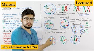 Meiosis Process and stages of Meiosis  meiosis class 12 by irtisams biology [upl. by Jakob]