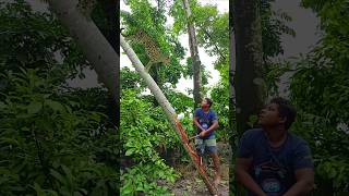 The man will not go inside the forest to cut trees vfx short tiger wildlife leopard videos [upl. by Lan]