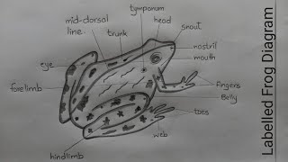 How to Draw Frog l Labelled Diagram of Frog Rana Tigrina l Science Biology Diagrams l ES art amp craft [upl. by Einnok]