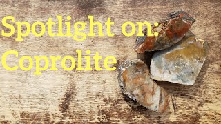 Spotlight on Coprolite [upl. by Hamlani]