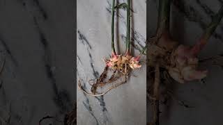 Ginger plant with rhizome [upl. by Airyt]