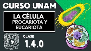 🌱 Célula EUCARIOTA y PROCARIOTA  Diferencias  Examen UNAM  Organelos celulares  Biología [upl. by Rufford]