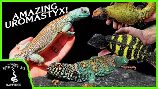 THE BEST UROMASTYX BREEDER IN EUROPE  Revisited [upl. by Adahsar575]