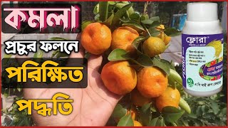 কমলার প্রচুর ফুল আনার পরিক্ষিত পদ্ধতি। [upl. by Hecklau]