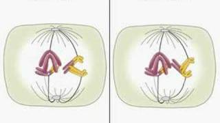 Translocation and meiosis [upl. by Golliner534]