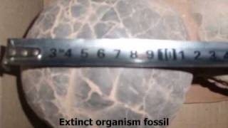 Chaoyang Liaoning china organism fossil Let world shock [upl. by Donal874]