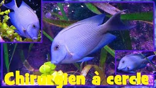 Ctenochaetus strigosus  Bennett 1828  Acanthuridae  Poissonchirurgien à cercle  112017 [upl. by Lira]