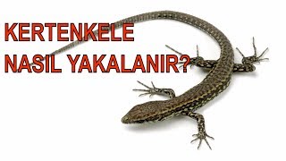 KERTENKELE NASIL YAKALANIRAÇIKLAMA LİNKTEN SATIN AL kertenkele kertenkele yapışkanı [upl. by Ecnarrot]