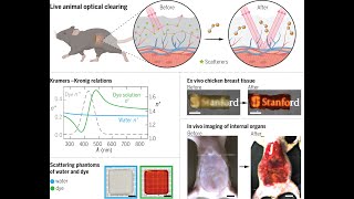 Lightabsorbing dye turns live mouse transparent [upl. by Ssew566]