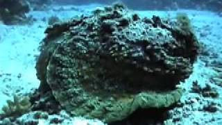 Stonefish swimming [upl. by Attelrac]