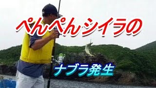 Dorado mass fishing in Japan [upl. by Drahnreb]