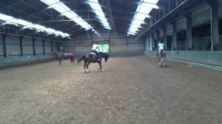 bokkend paard bucking horse [upl. by Allare]