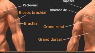 Vidéo des tractions supination prise serree [upl. by Lamahj546]