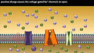 Action Potential Generation in Skeletal Muscle [upl. by Akehs210]