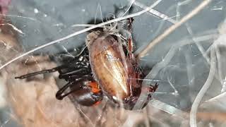 Latrodectus Hasselti Australian Redback Spider with LIVE prey and Eggsacks [upl. by Hopfinger]