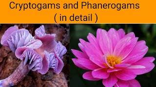 Cryptogams and Phanerogams  in detail   Classification of Plants [upl. by Pollerd]