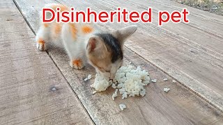 Disinherited petfacts shorts luluthecat reinoanimal [upl. by Flodnar]