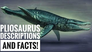 Pliosaurus  Description and Facts [upl. by Olimpia423]