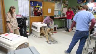 IFAW Alaska WolfDog Rescue [upl. by Ellene539]