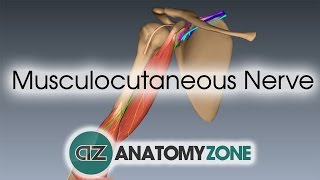 Musculocutaneous Nerve  3D Anatomy Tutorial [upl. by Yanffit888]