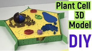 Plant cell 3d model making  plant cell model  plant cell structure  diyasfunplay  diyproject [upl. by Enrobyalc]