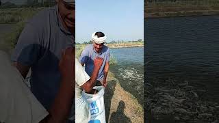 fishing fishprocessing tranding fish fishfarming fishfood villagelife fishcuting vlog vil [upl. by Ynaffik193]