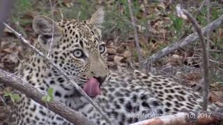 2 cute young Leopards meowing playing en learning to eat with mom watching [upl. by Eirellav877]